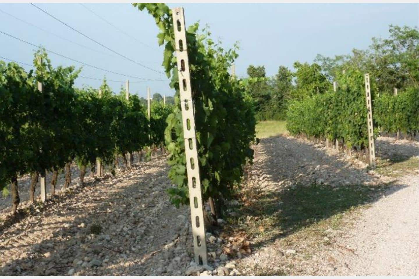 terreno a vigna